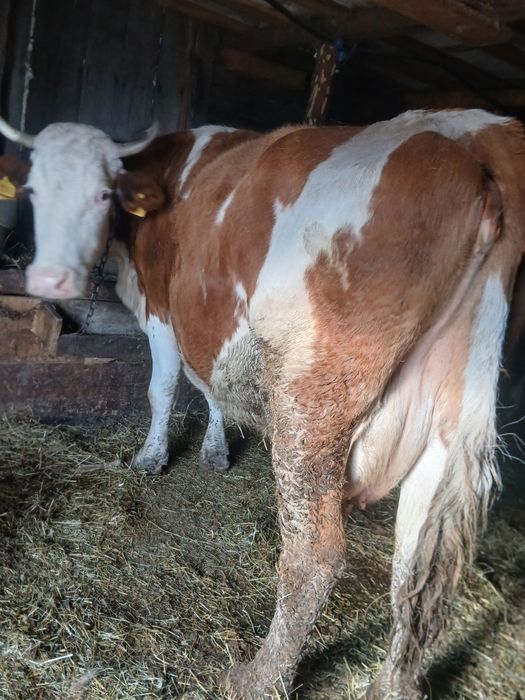 Vând vaca de 10 ani cu vițel