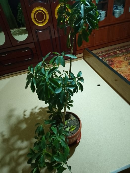 Tabiiy Diffenbaxiya guli