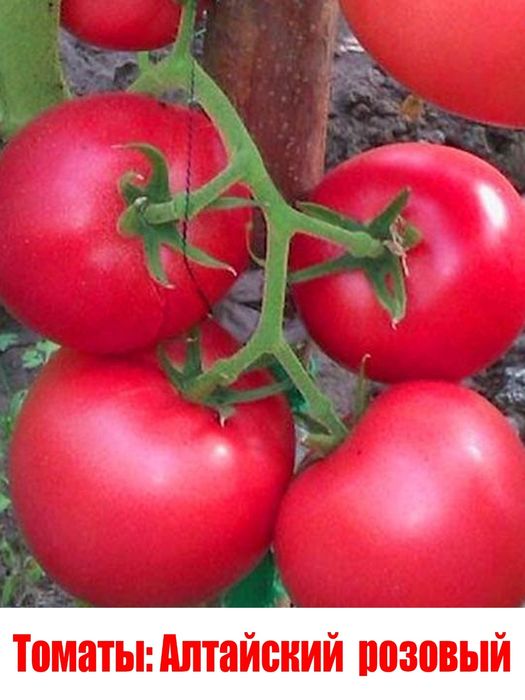 Продам рассаду огурцов и помидор
