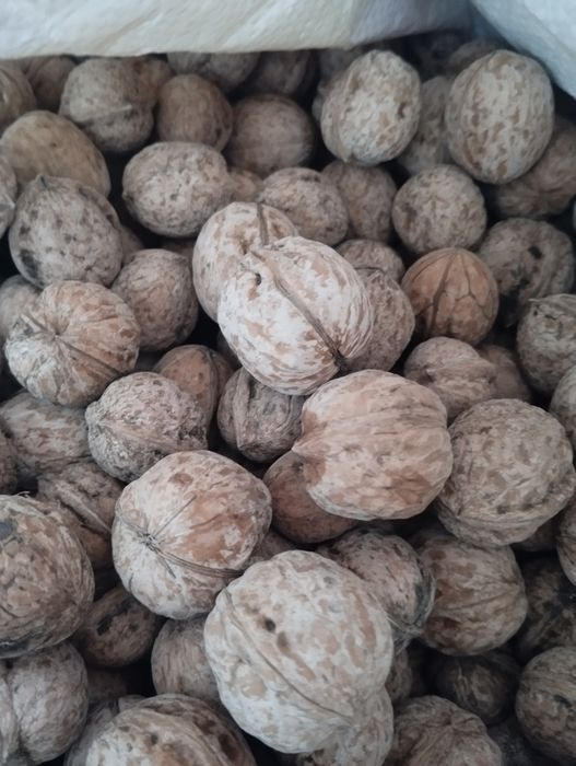 Продам грецкий орех Енгок сотилади