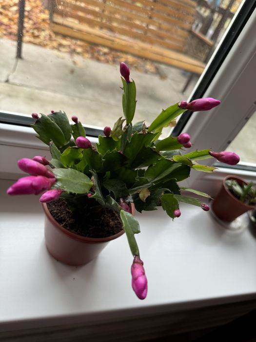 Шлюмбергера декабрист