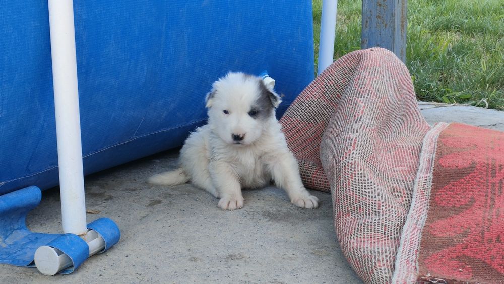 Продам щенка алабай(метис)