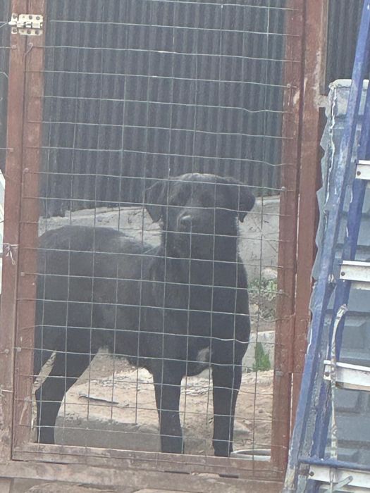 Ротвейлер лабрадор мальчик