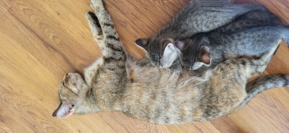 Подарю двух котят