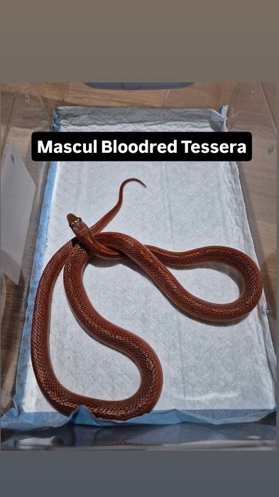 Serpi Corn Snake