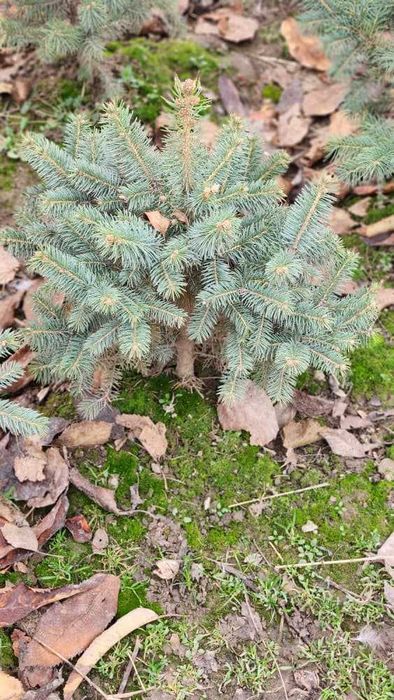 Последний месяц ель сажают зимой а не в марте!!!