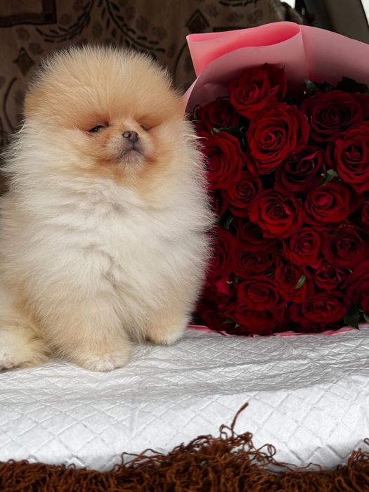 Померанский шпиц