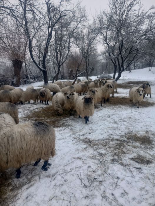 Vând oi țurcane, oacheșe, bucălai și boacăne