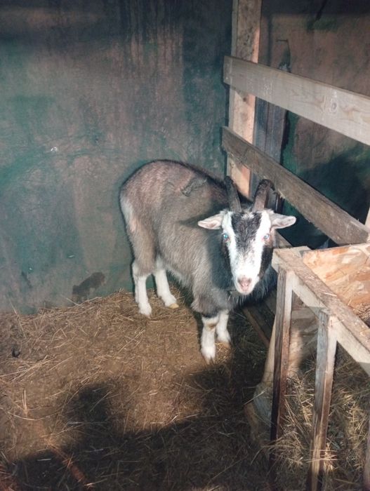 Продам домашних коз.