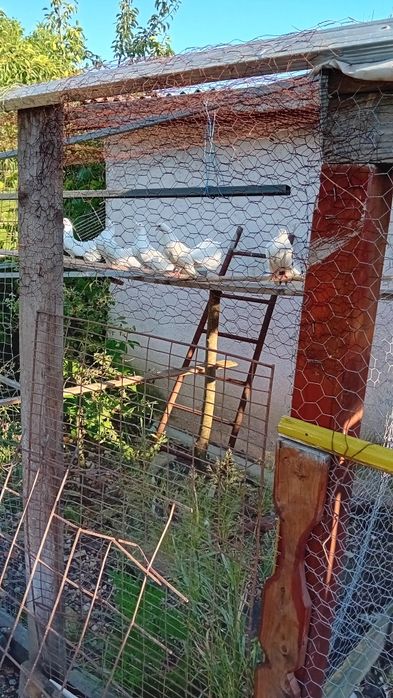 Vand găini de casă