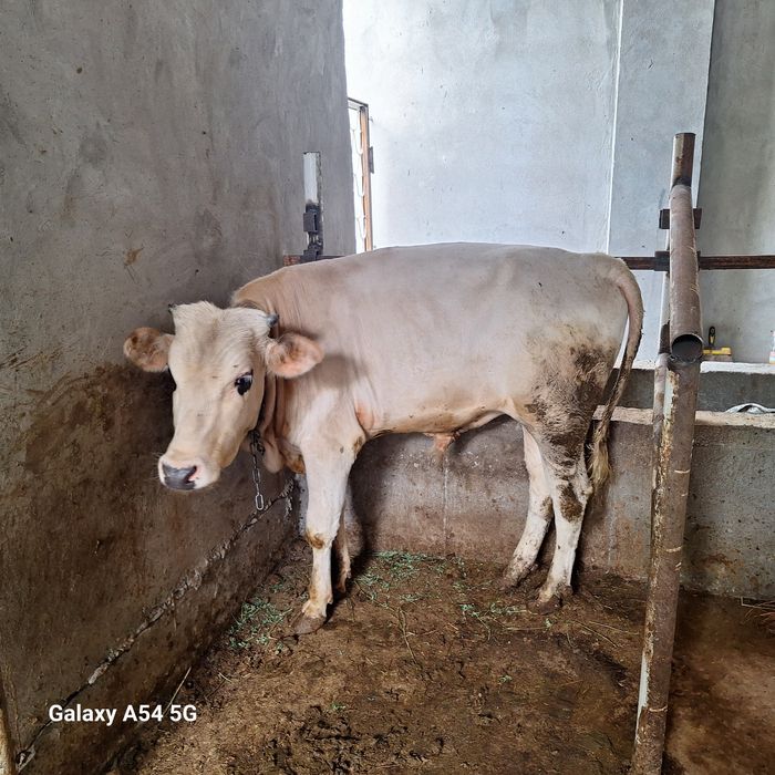 Buqa sotiladi . Xokiz.