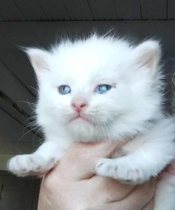 Baietel angora turceasca disponibil