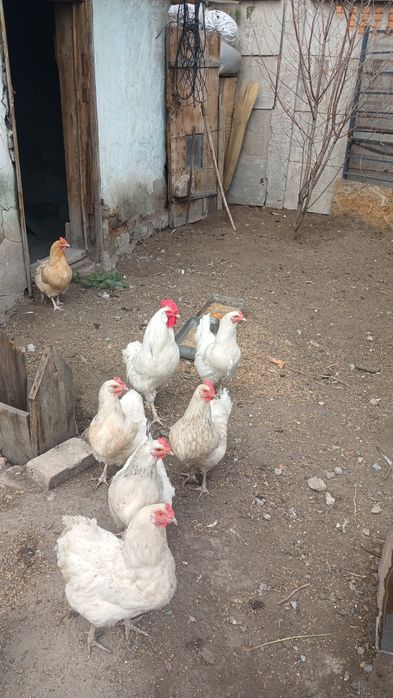 Продам петушка бел