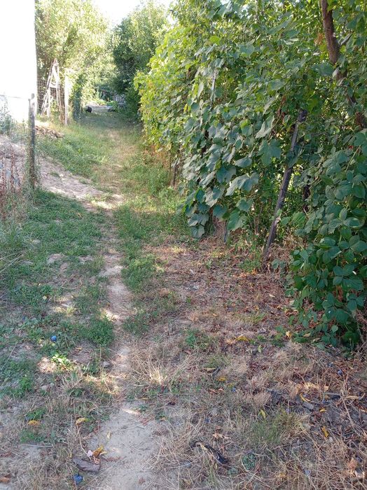 Casa cu gradina de vanzare