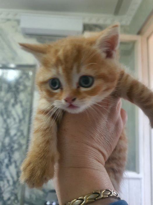 Котята скотиш фолд и страйт девочки