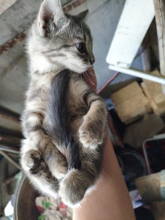Mushuk котость 2