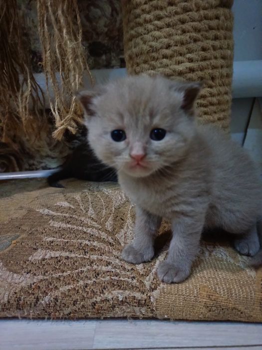 Продам котят шотландцы(бронь)