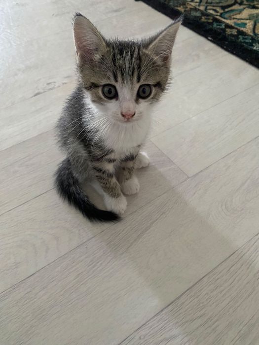 Дарю котенка 2мес мальчик
