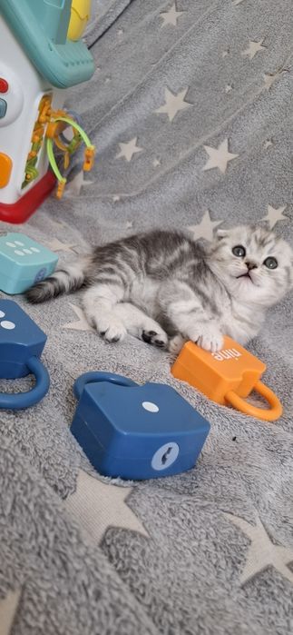 Вислоухие котята скоттиш фолд