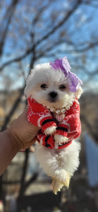 Корейские лупоглазые  мальтизе