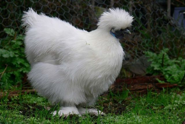 Разплодени яйца от Копринки