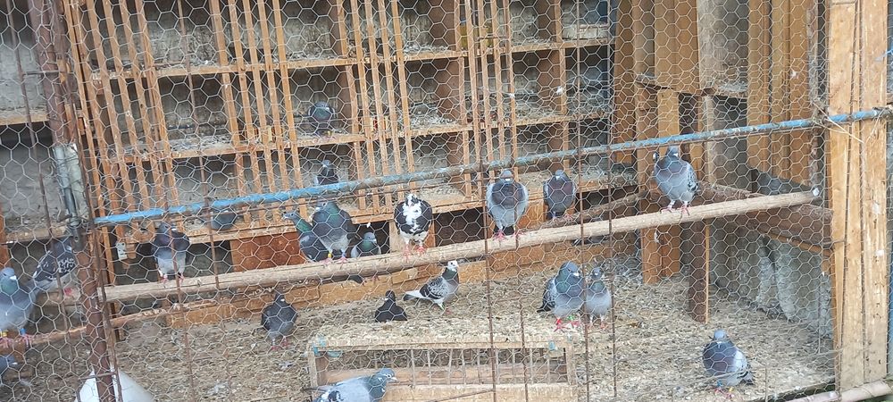 Porumbeii voiajori de calitate! Buni pentru concurs și reproducere!