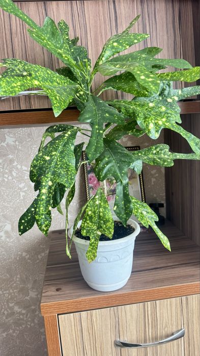 Продам Кротончики