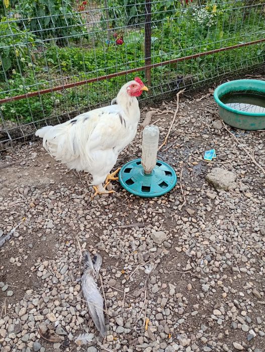 Vând 13 cocoși foarte frumoși