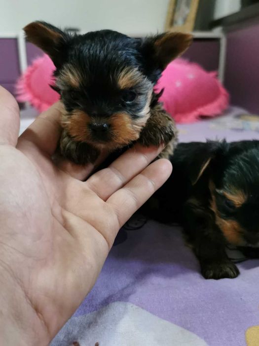 Йоркширски териер