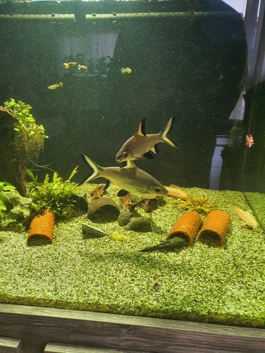 Две големи сребърни акули