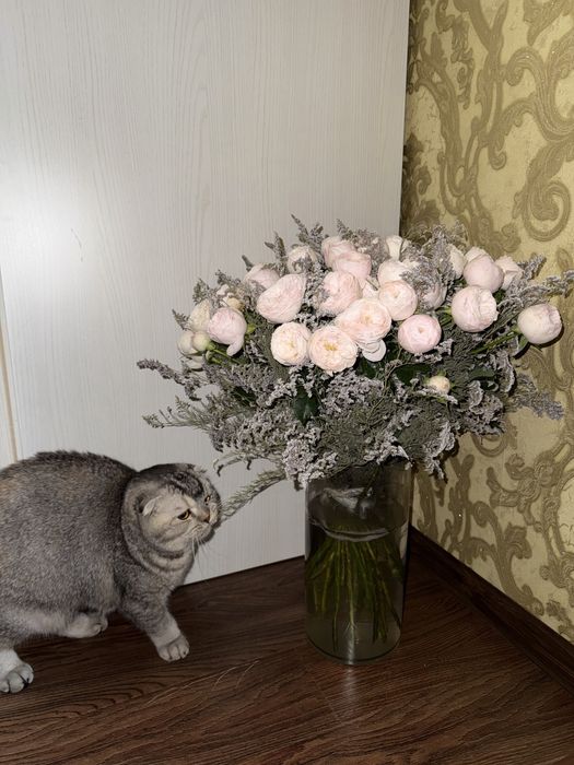 Элитная породистая кошка вислоухая скоттиш фолд серебристая девочка