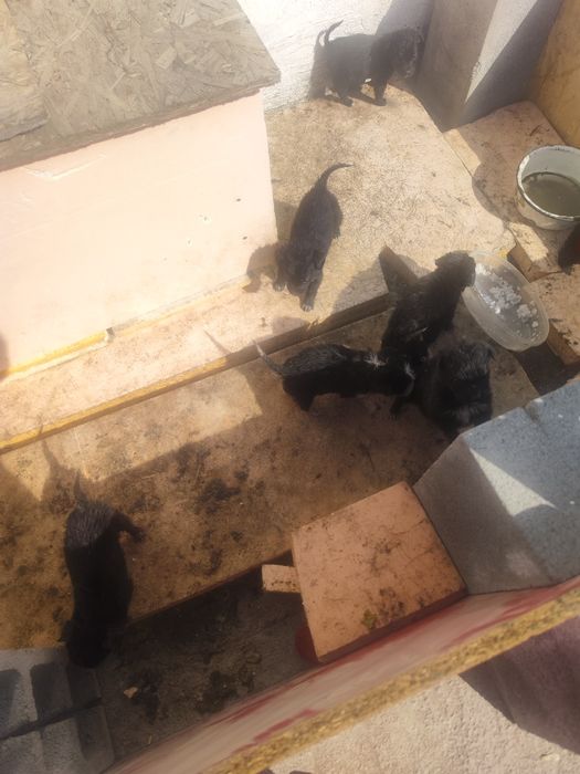 Отдам даром щенят