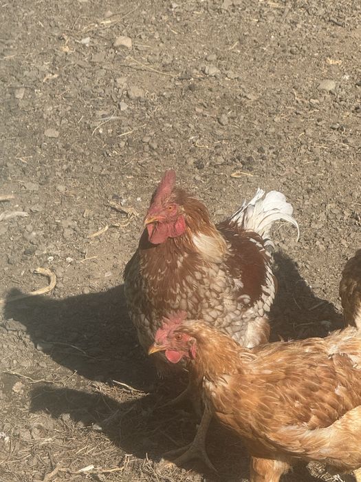 Петух Лонбраун продам. Қораз
