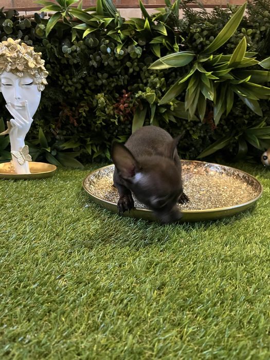 Baietel Chihuahua mini