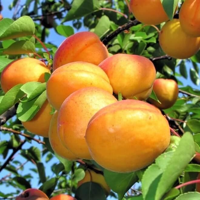 Pomi Fructiferi Străvechi Glia Strămoșească (la ghiveci Soiuri De Cais )
