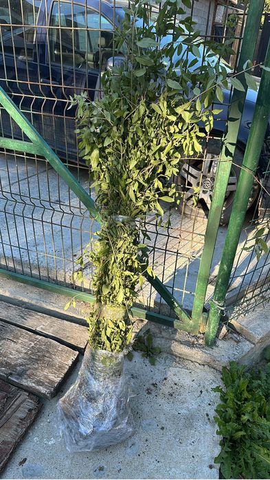Vând Lemn Câinesc/Ligustrum