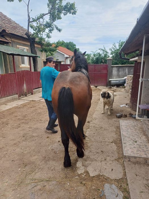 De vanzare manz de un an si doua luni