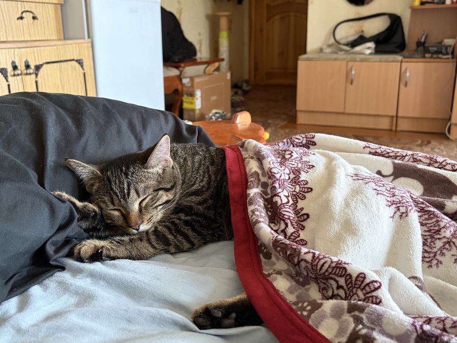 Отдадим котенка, мальчика !с вещами!