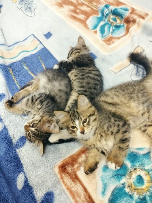 Котята маленькие.2,6месяцев