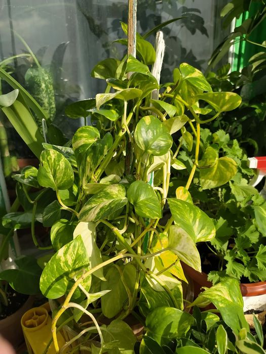 Продам комнатные цветы