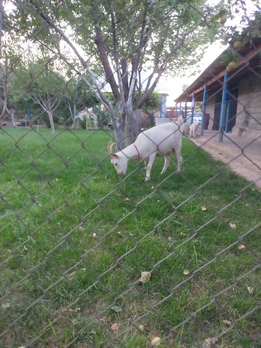 Ешкілер  сатылады. Зааненская