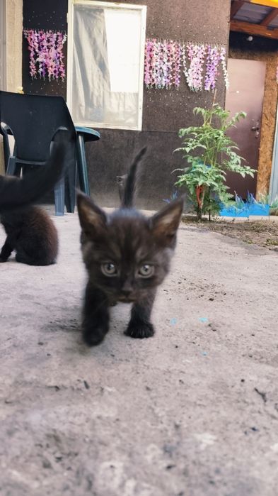 Кошки шотландские  2 месяца