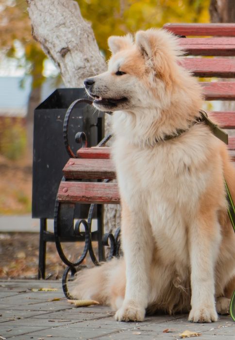 Собачий пух (подшёрсток) 100г