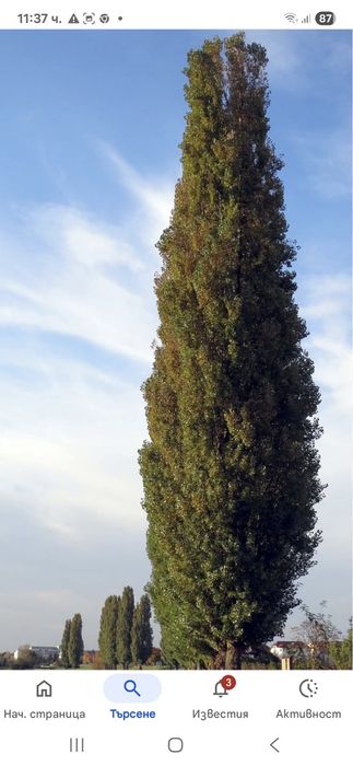 Топола едногодишни  фиданки