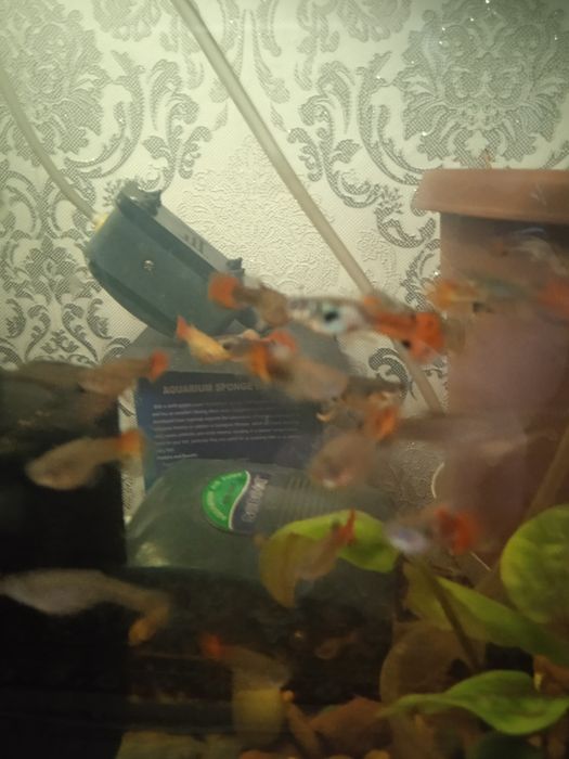 Аквариумные рыбки гупии