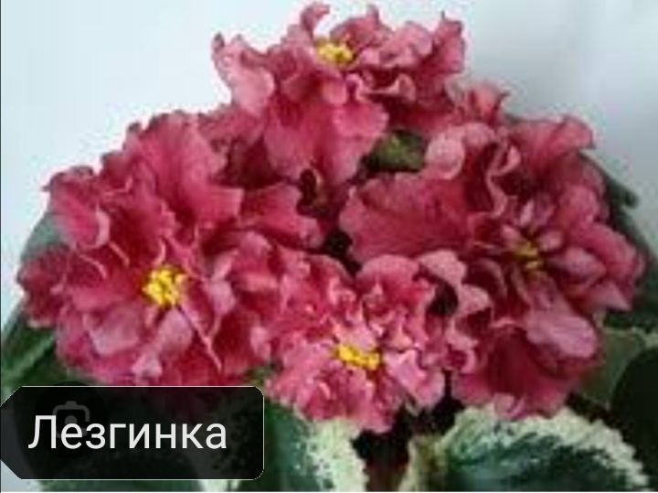 Продаются детки сортовых фиалок