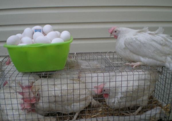 Куры несушки былые в наличии