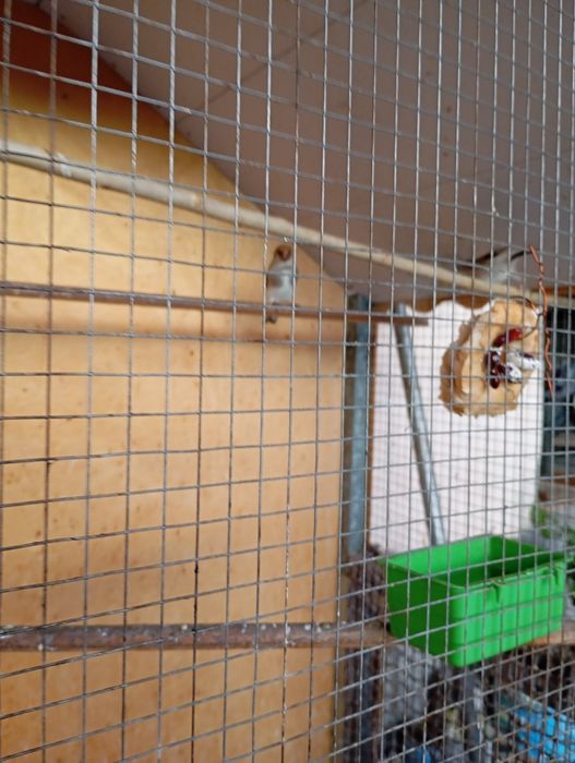 Sava qush 2yili sayrogi bor