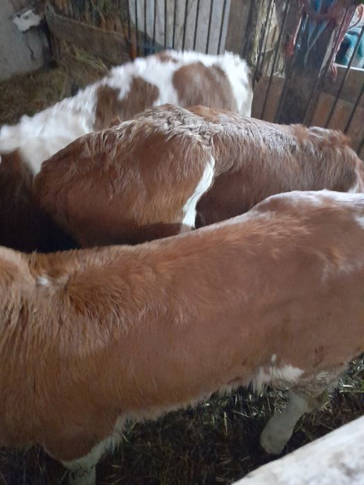 Vând taurasi baltati