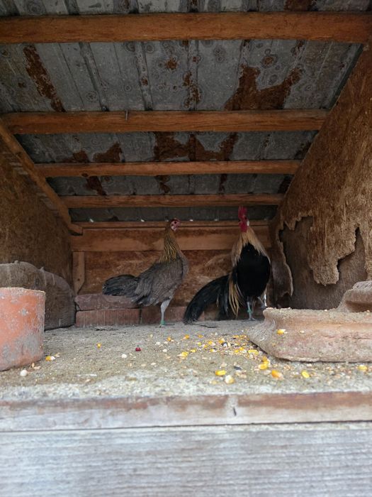 Pereche pheonix oranje